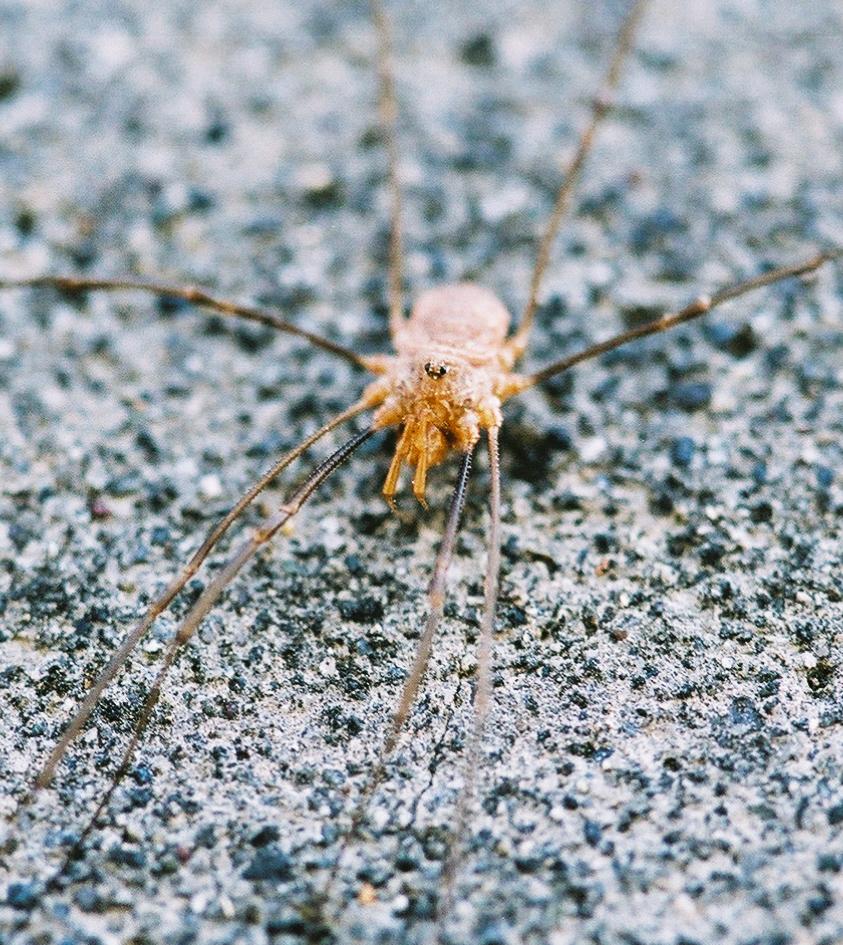 and some sort of spider-ish thing, up close and personal