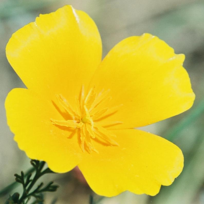 California Poppy, in Washington