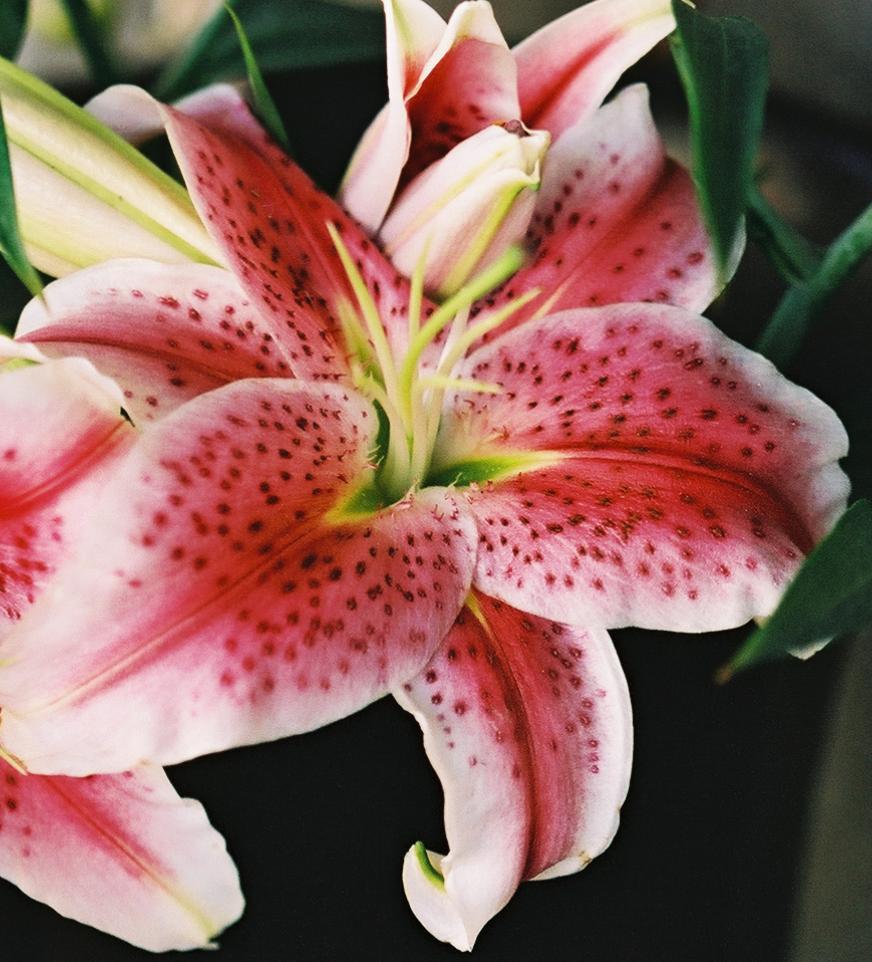 Lilies, semi-macro