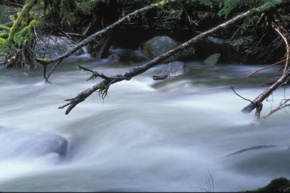 Flowing River with Branches