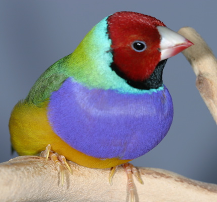 a colorful Lady Gouldian's finch