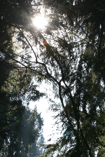Sun through the trees