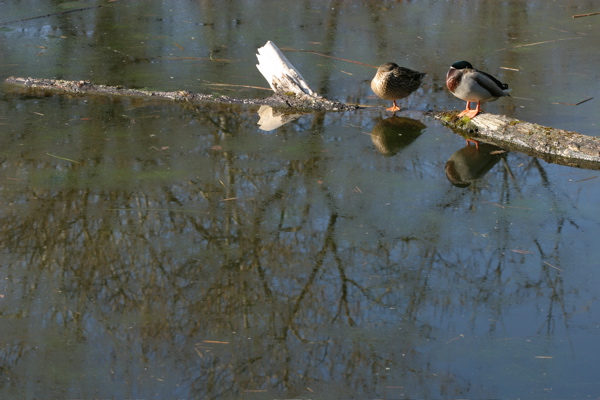 Sleeping Mallards