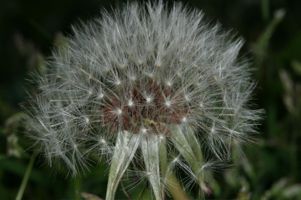 Going to seed