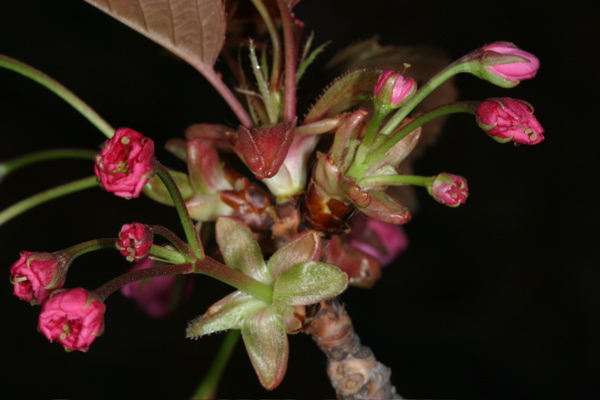 Pink flowers