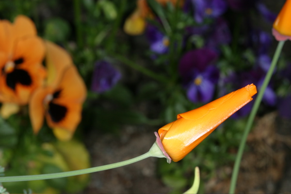 The beginnings of a California Poppy